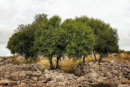 Menorca | Torralba