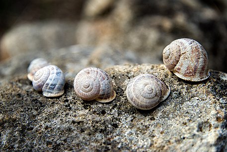 Menorca | Torralba